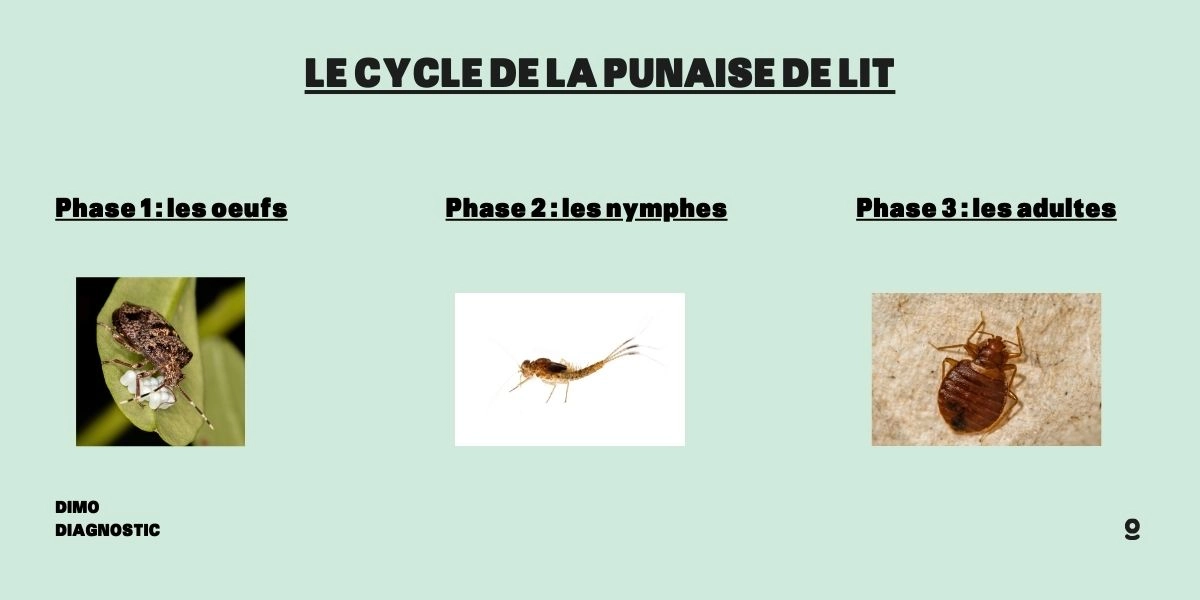 Eliminer les oeufs de punaises de lit